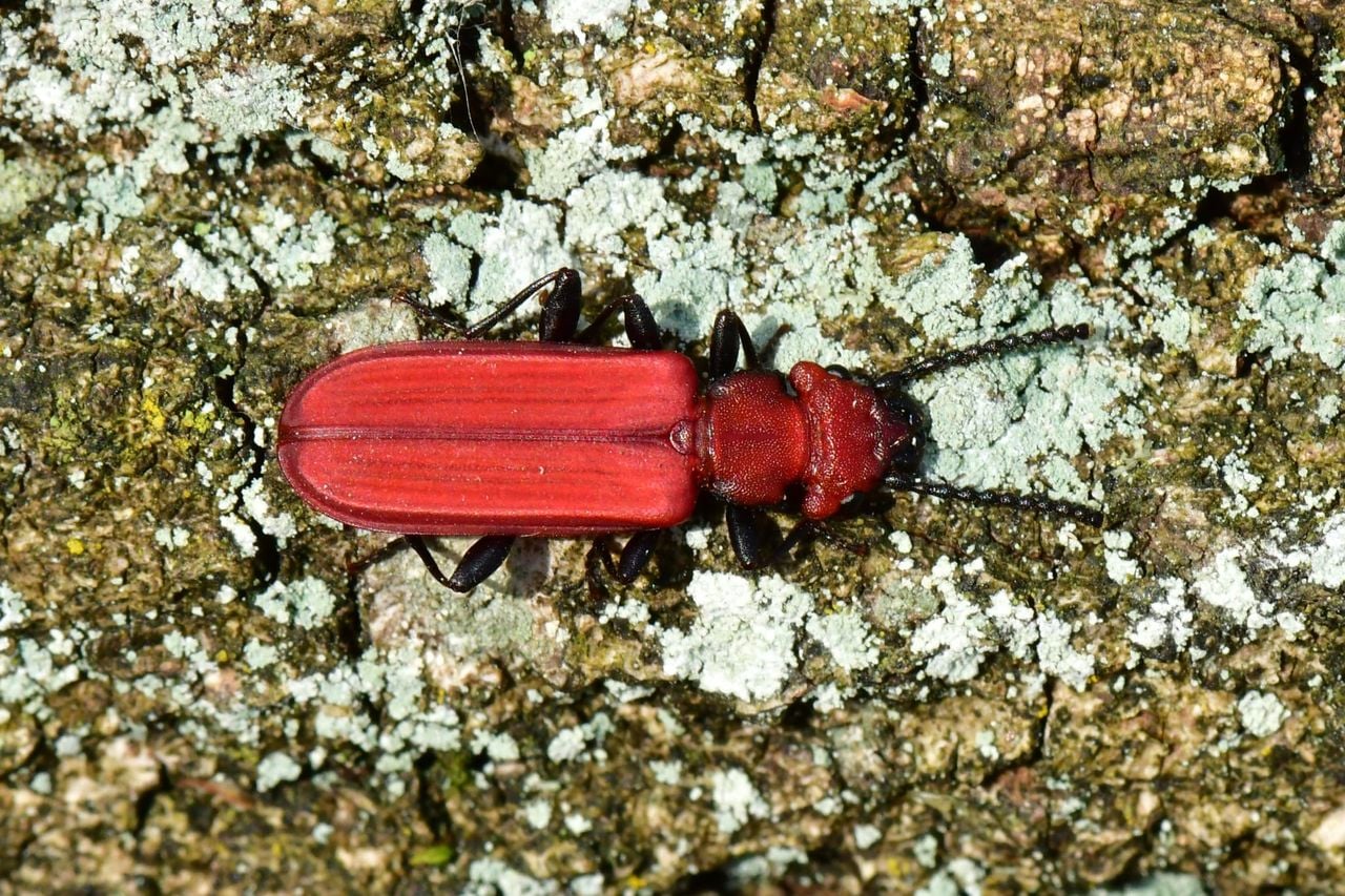 Een zeldzame vermiljoenkever (foto: Bas van Sambeek).