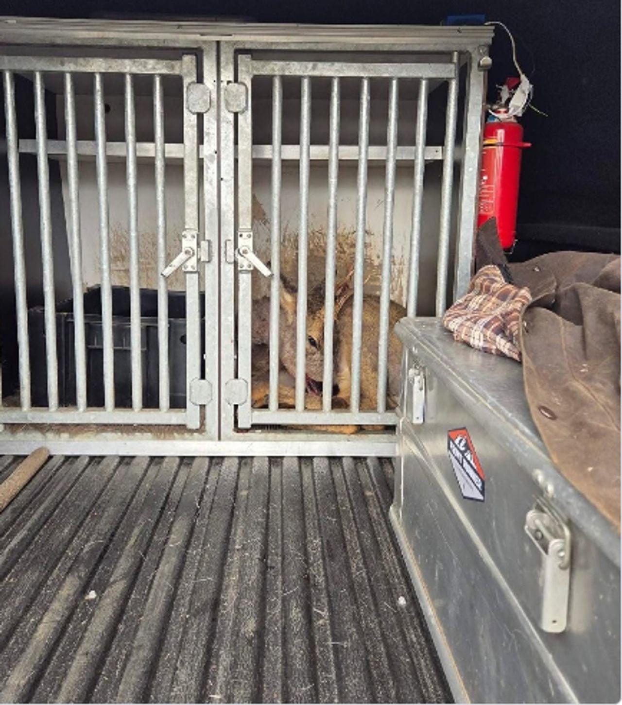 Ree komst vast te zitten in sportpark de Braak (foto: Instagram Politie Helmond).