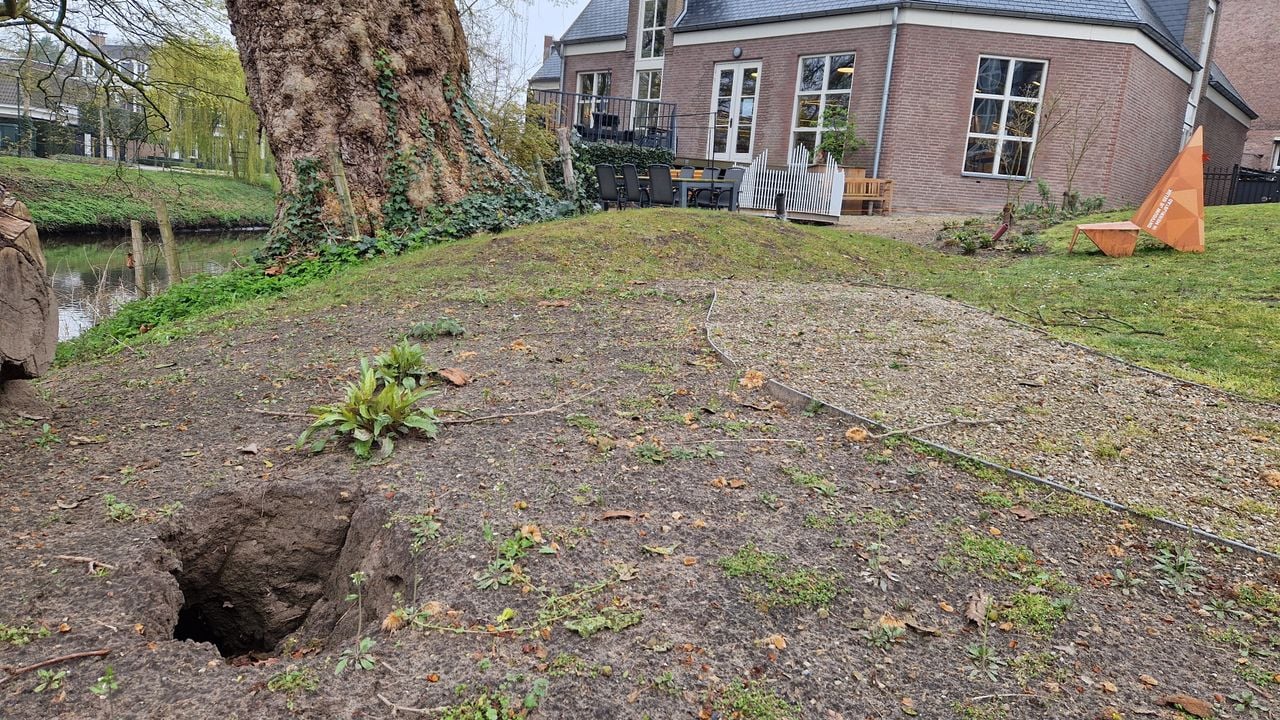 Een van de nieuwe ingangen van de bever bij de boom (foto: Tom Berkers).