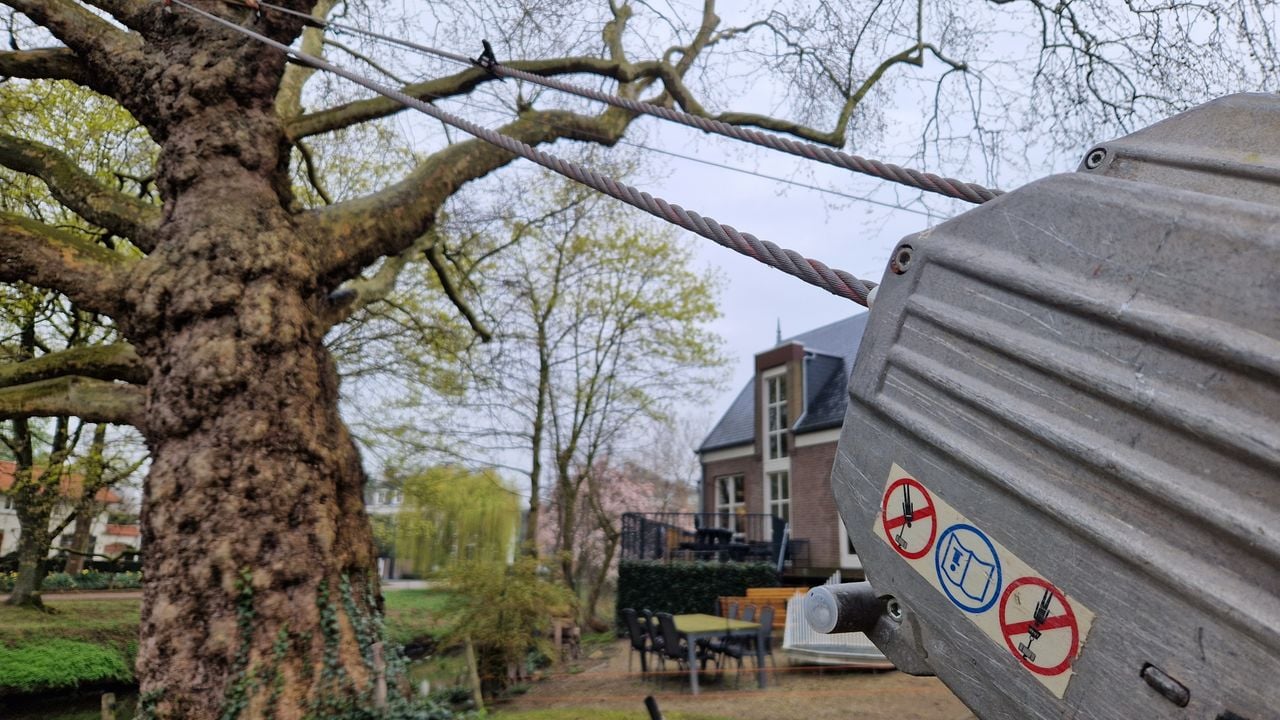 De verankeringskabels staan strak om de boom te laten staan (foto: Tom Berkers).