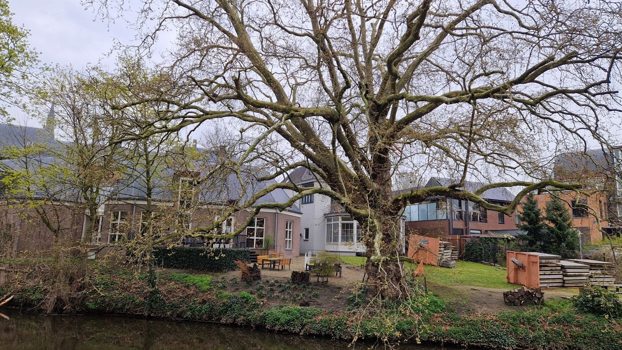 De oude plataan met daarachter de bibliotheek van Veghel (foto: Tom Berkers).