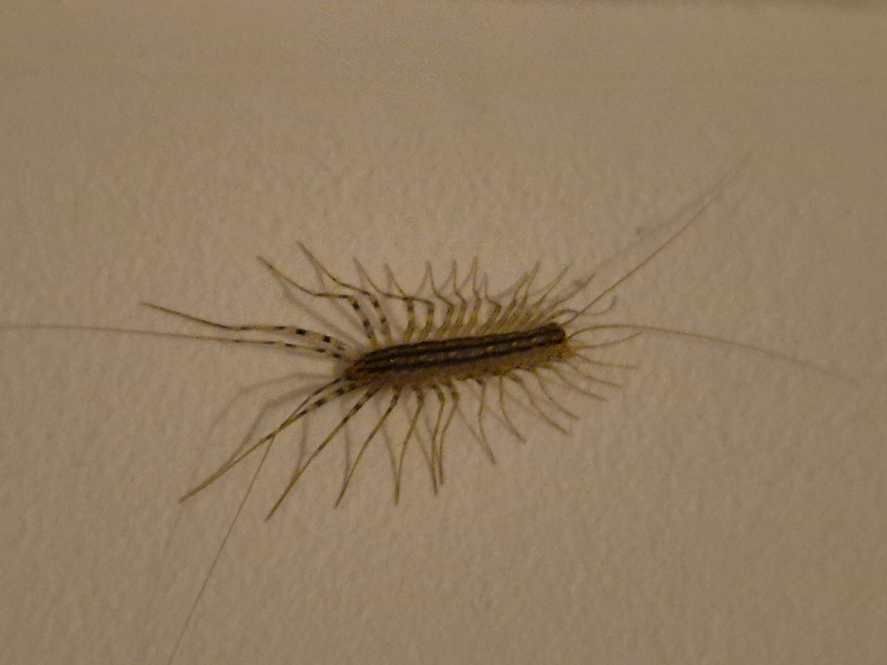 Een spinduizendpoot (foto: Bernadette Roestenburg).