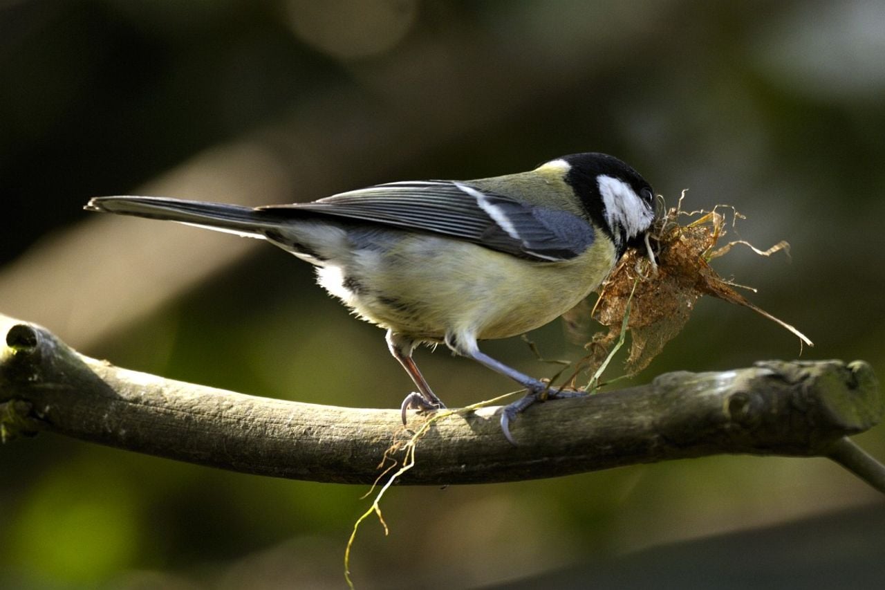 Een koolmeesvrouwtje met nestmateriaal (foto: Saxifraga/Piet Munsterman).