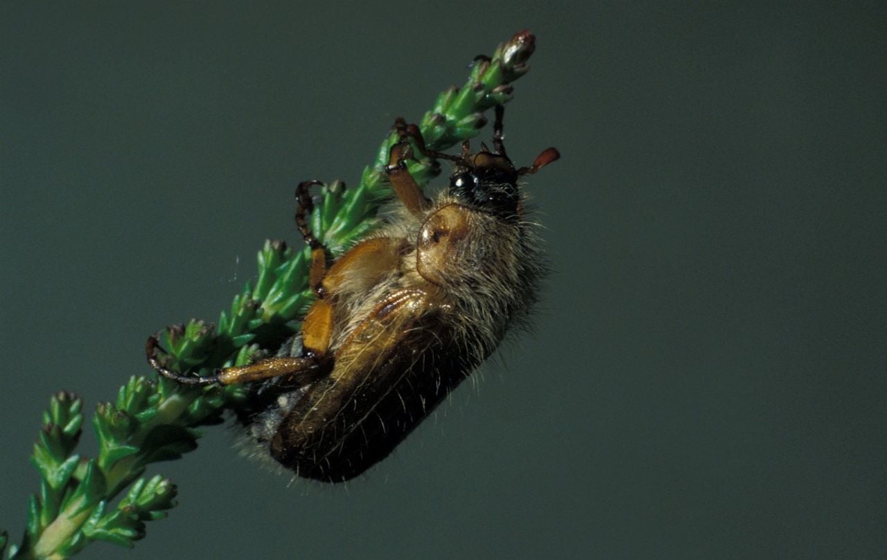 Een junikever (foto: Saxifraga/Frits Bink).