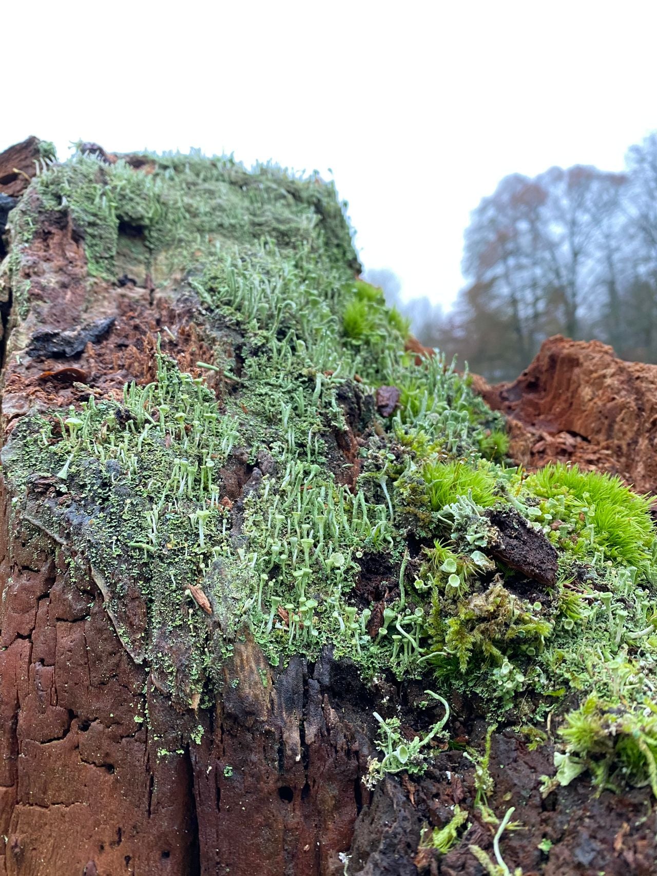 Rood bekermos op een oude stronk (foto: Piet van Wegen).