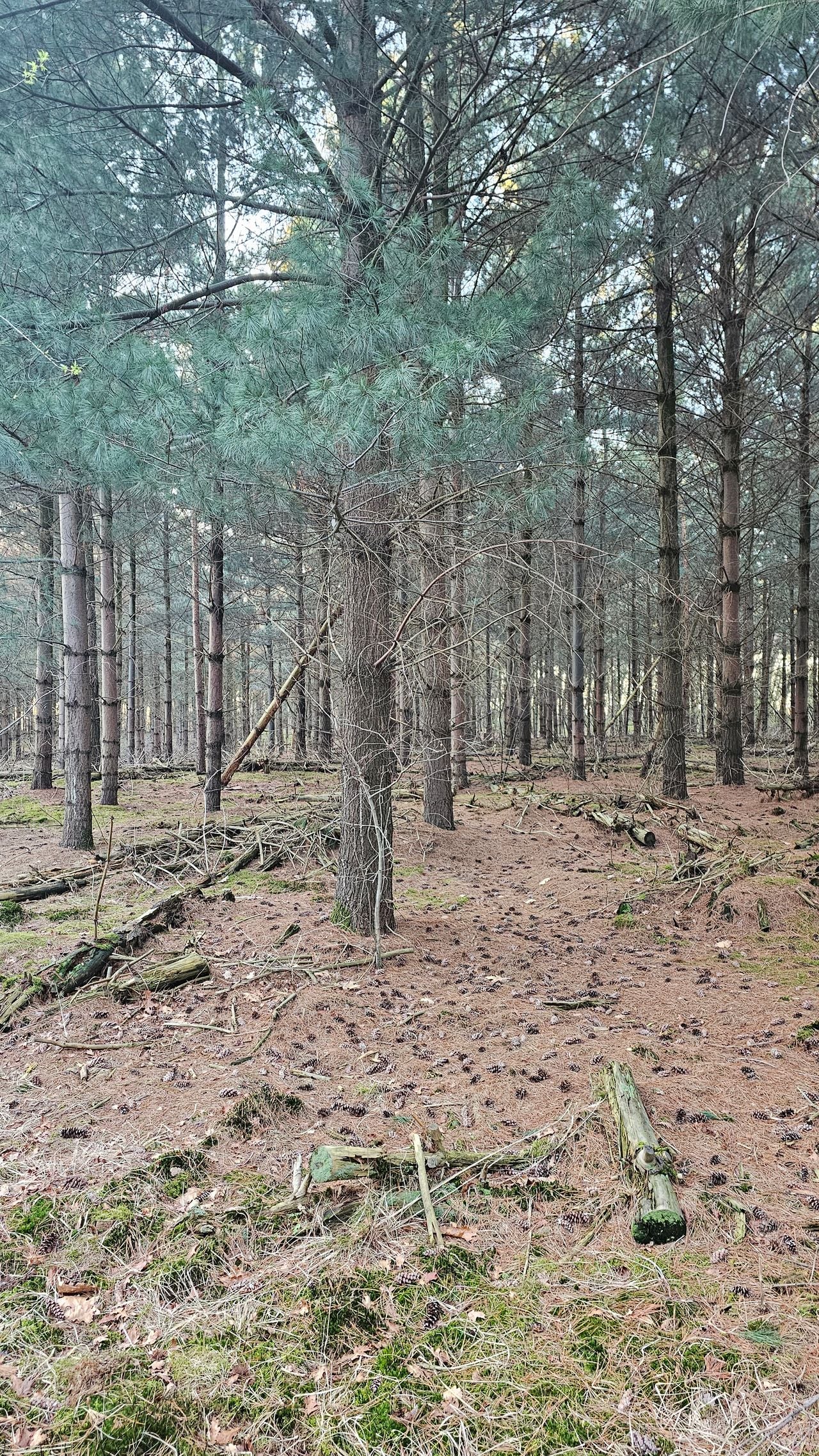 Veel dennenappels op een plek (foto: Henri Schol).