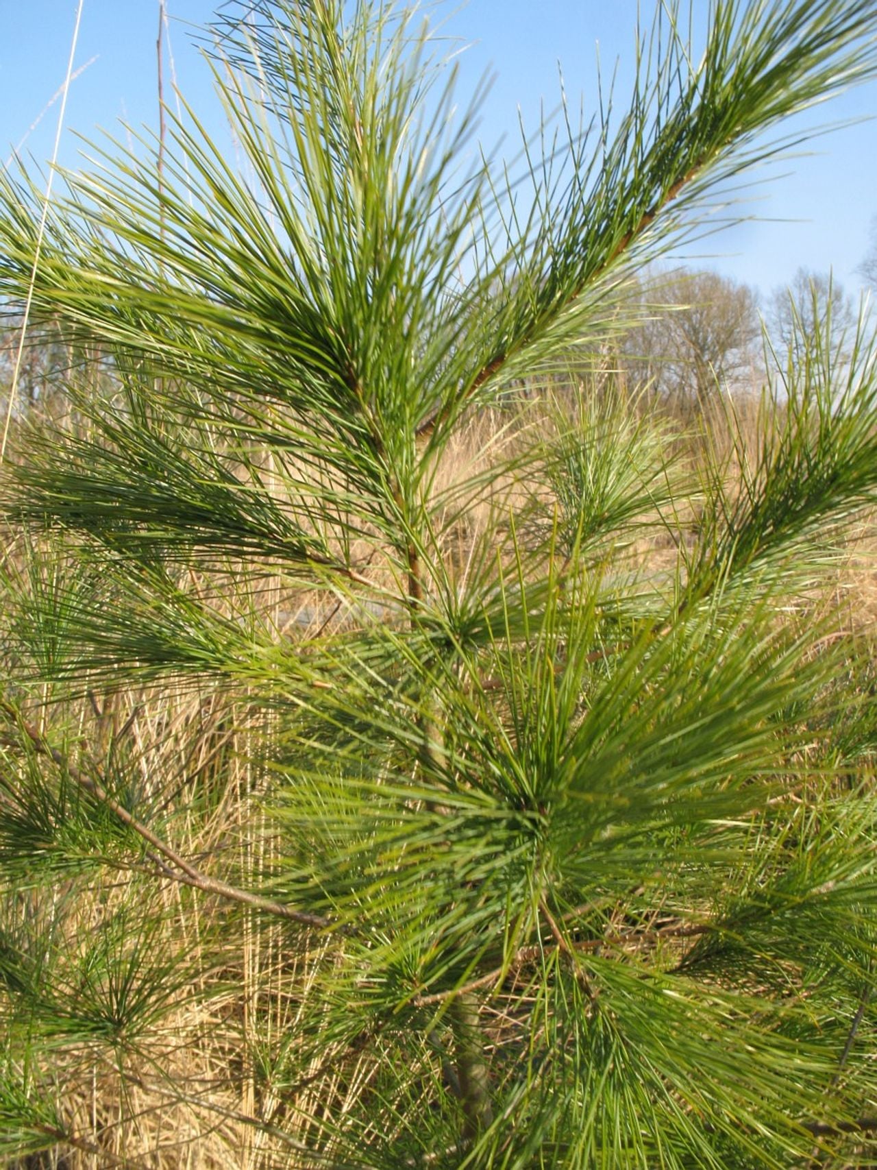 Een weymouthden (foto: Saxifraga/Rutger Barendse).
