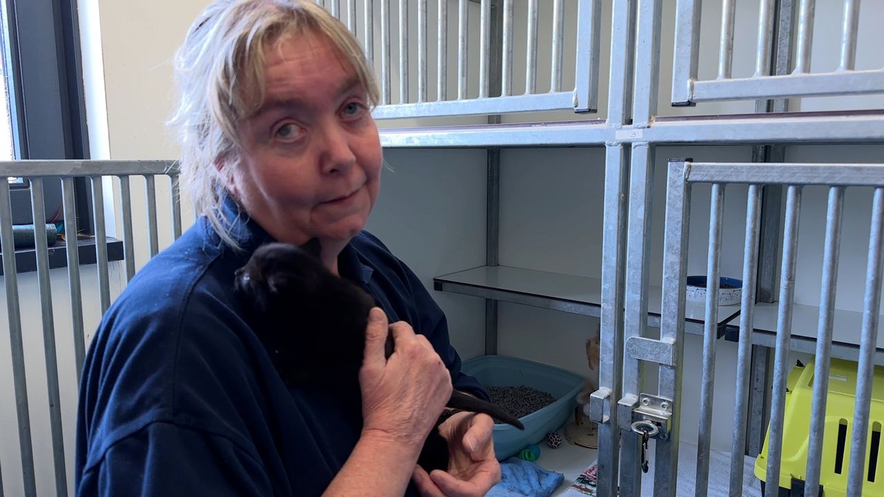 Dorine van Dierenopvangcentrum Breda hoopt op veel nieuwe pleeggezinnen.