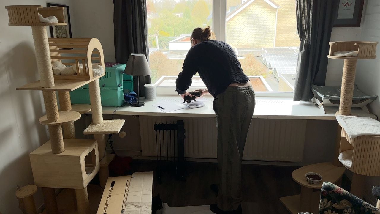 Pleegmoeder Maud weegt een kitten.