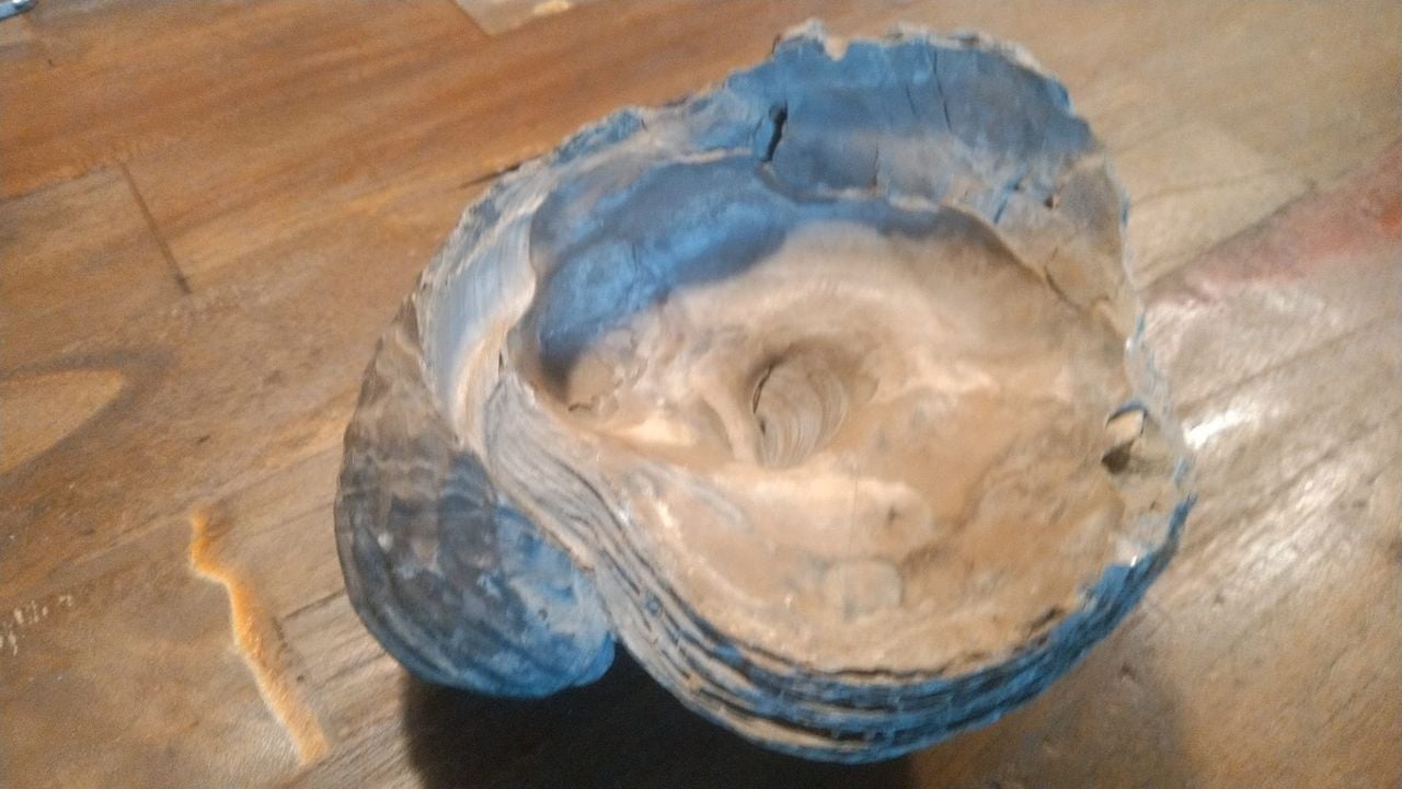 Ammoniet duikt op in kringloopwinkel (foto: Toine Velge  / Karoesell XL).