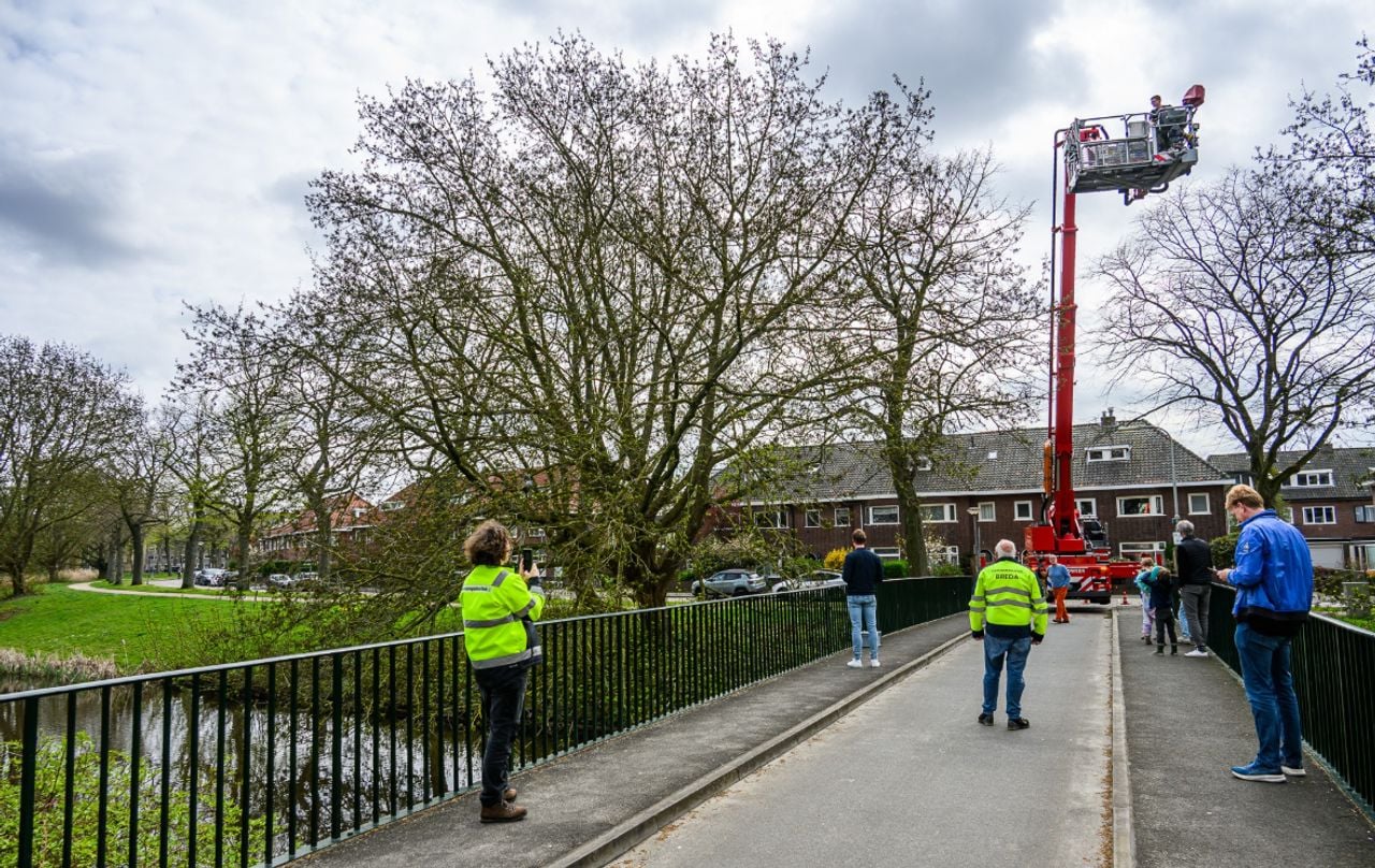 Duif verstrikt in visdraad en kan geen kant op (foto: Tom van der Put/Persbureau Heitink).