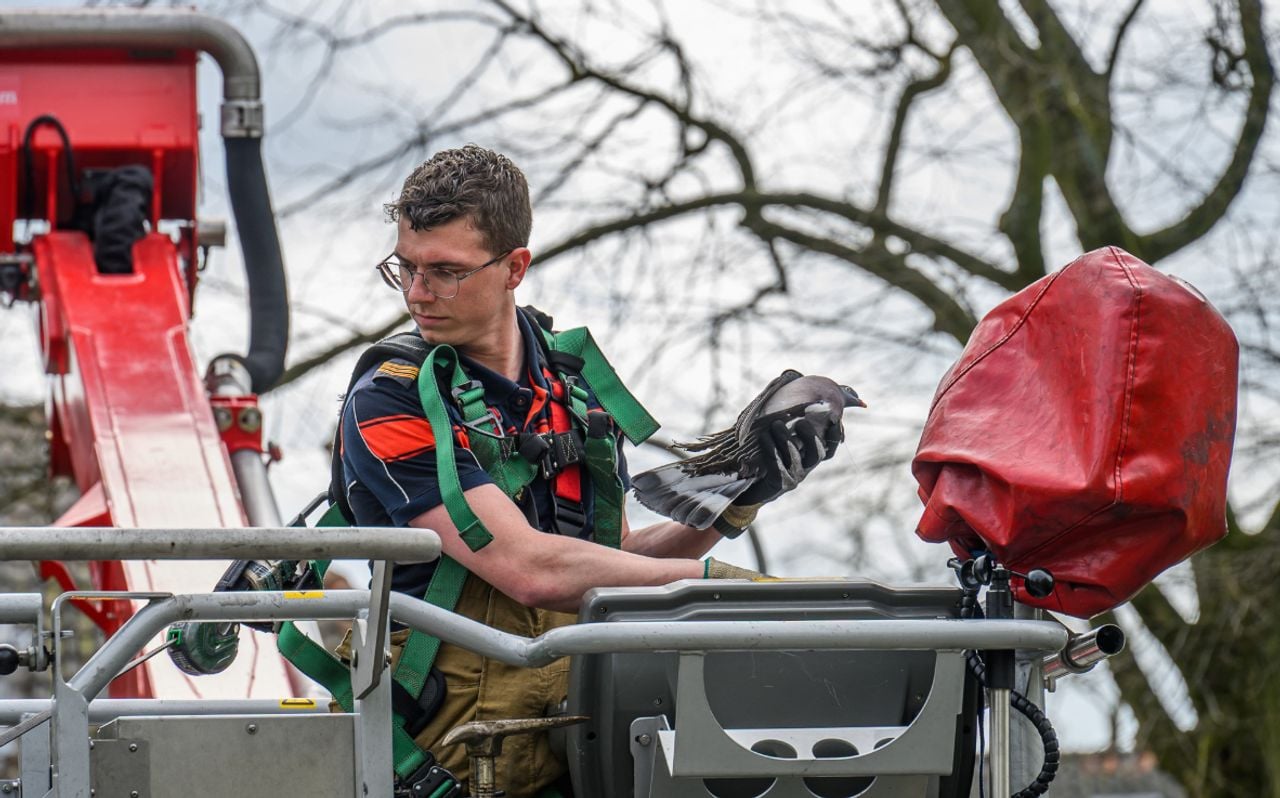 Duif verstrikt in visdraad en kan geen kant op (foto: Tom van der Put/Persbureau Heitink).