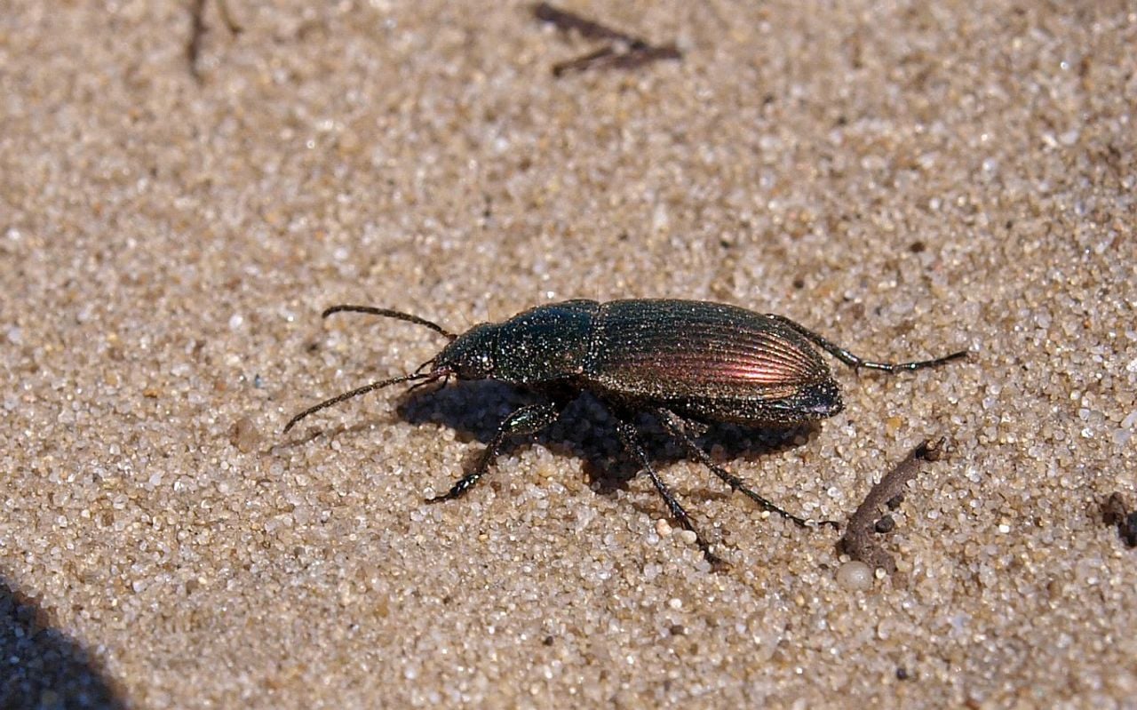Een veelkleurige kielspriet (foto: Saxifraga/Hans Dekker).