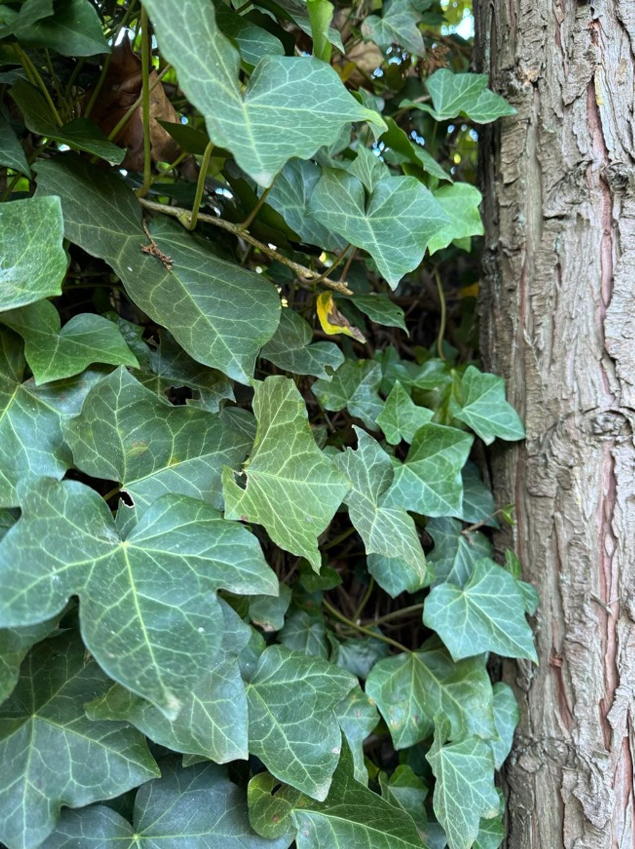 Klimop (foto: Henk van Steen).