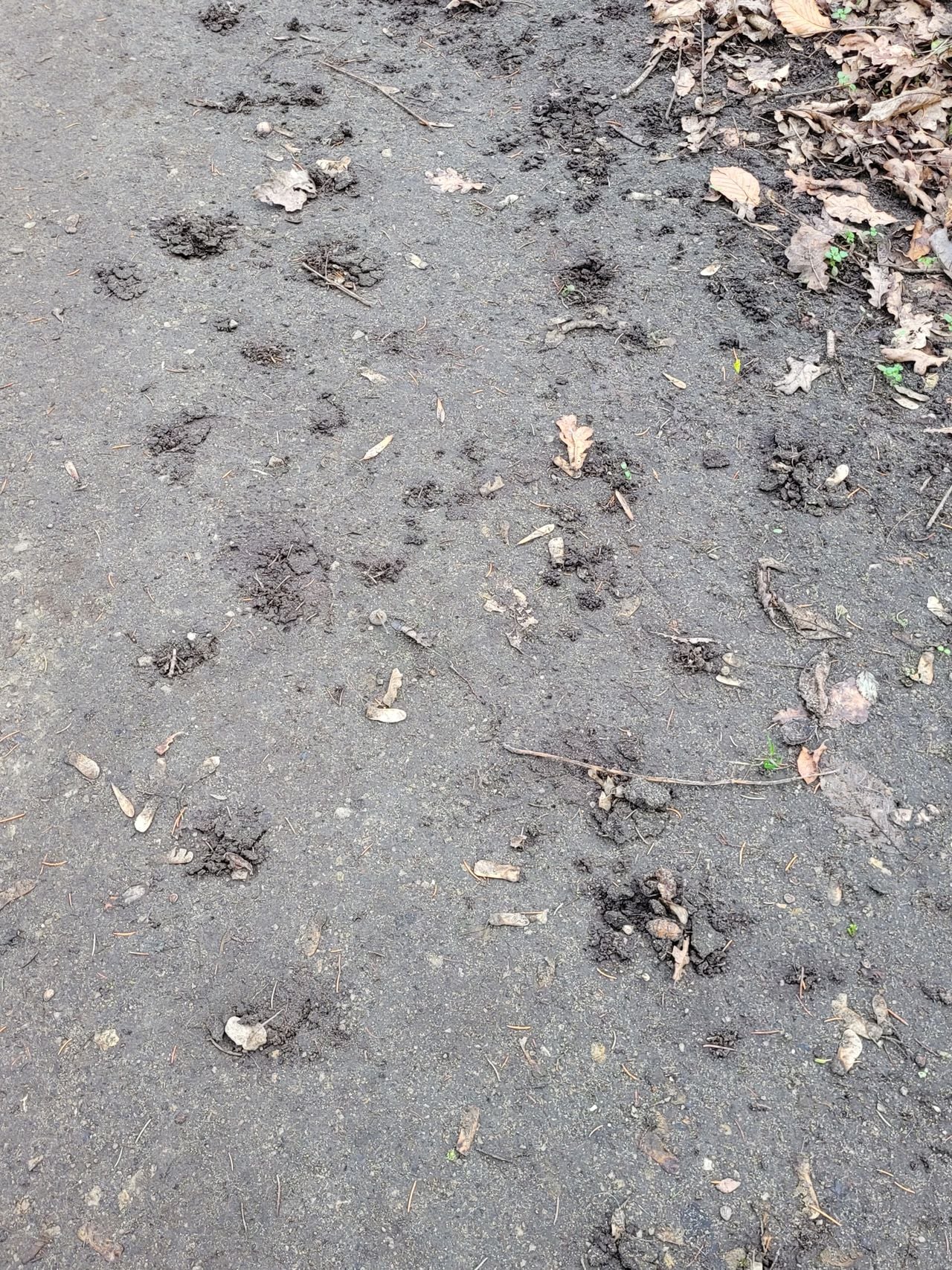 Hoopjes zand op een zandpad (foto: Marian Hendriks).