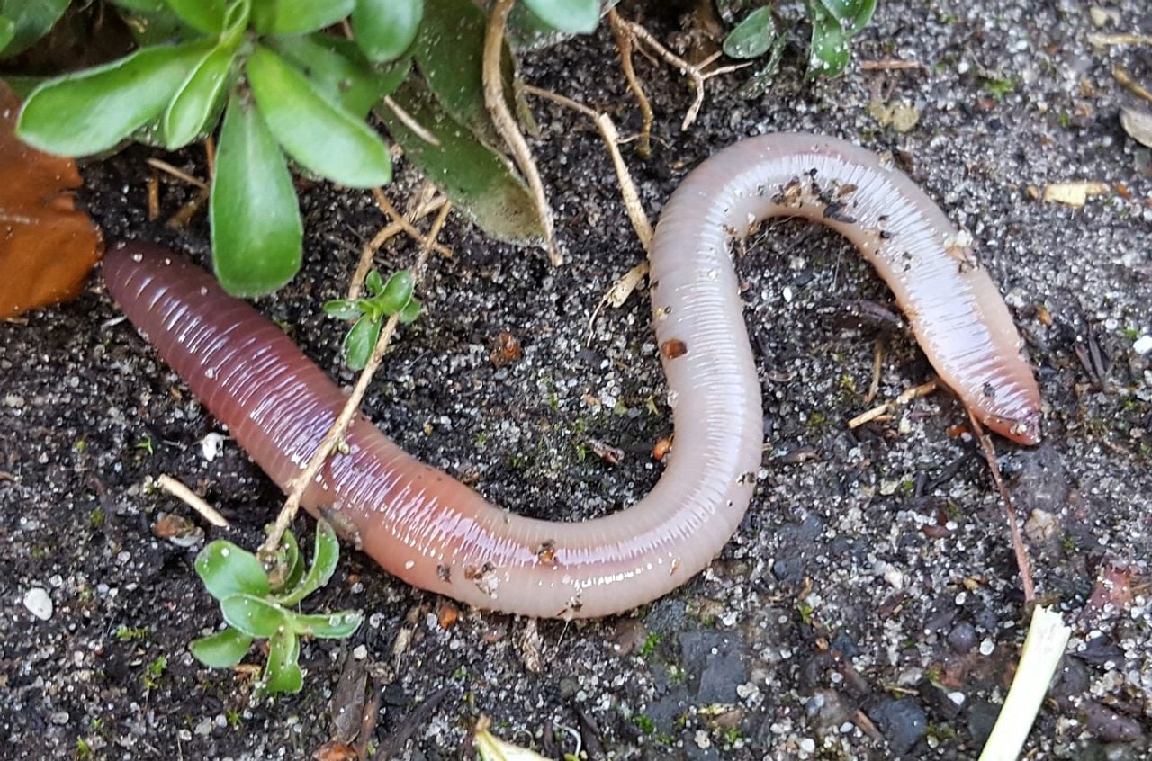 Een grote blauwkopworm (foto: Saxifraga/Ben Delbaere).