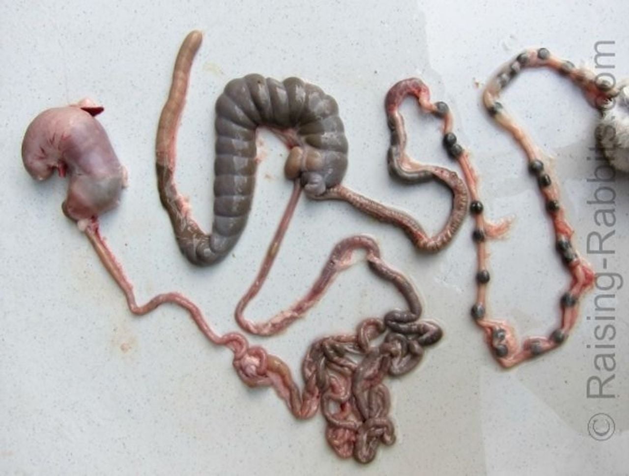 Darmstelsel met maag.