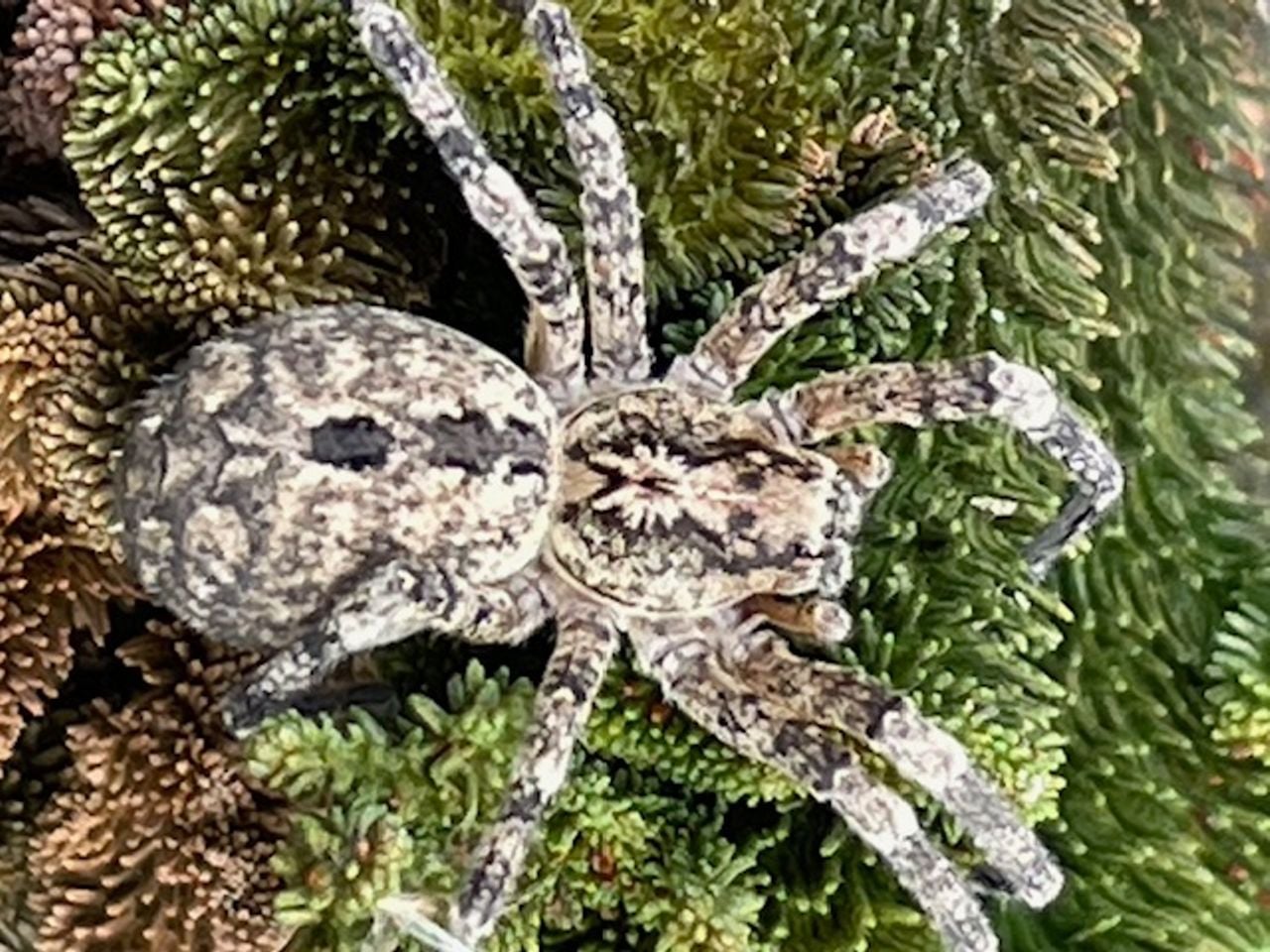 Een valse wolfspin (foto: Antje De Bruyn).