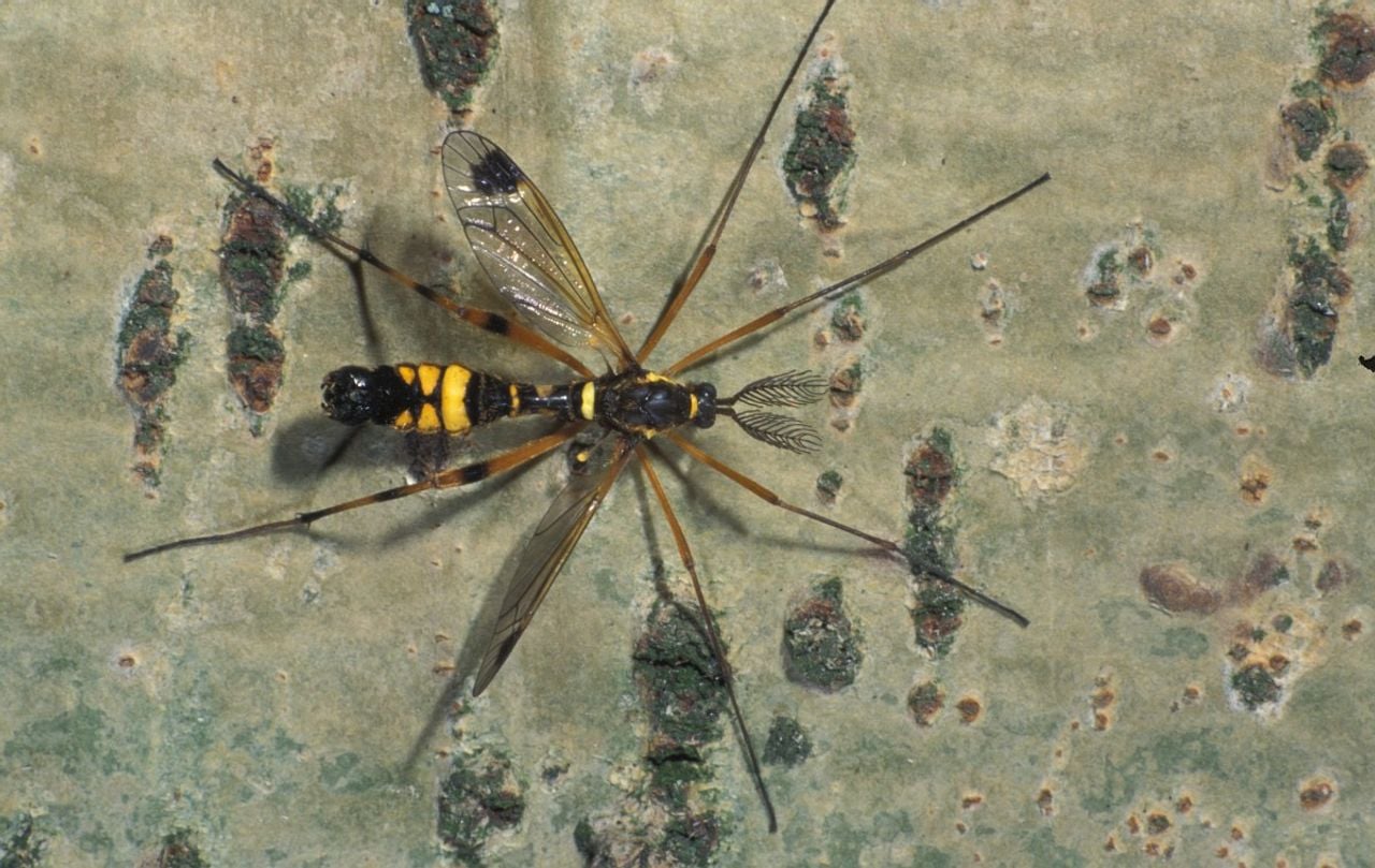 Een maskerkamlangpootmug (foto: Saxifraga/Frits Bink).