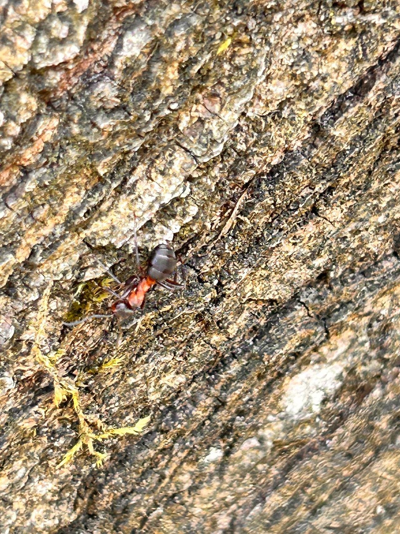 Een kale rode bosmier (foto: Bloem Nora).