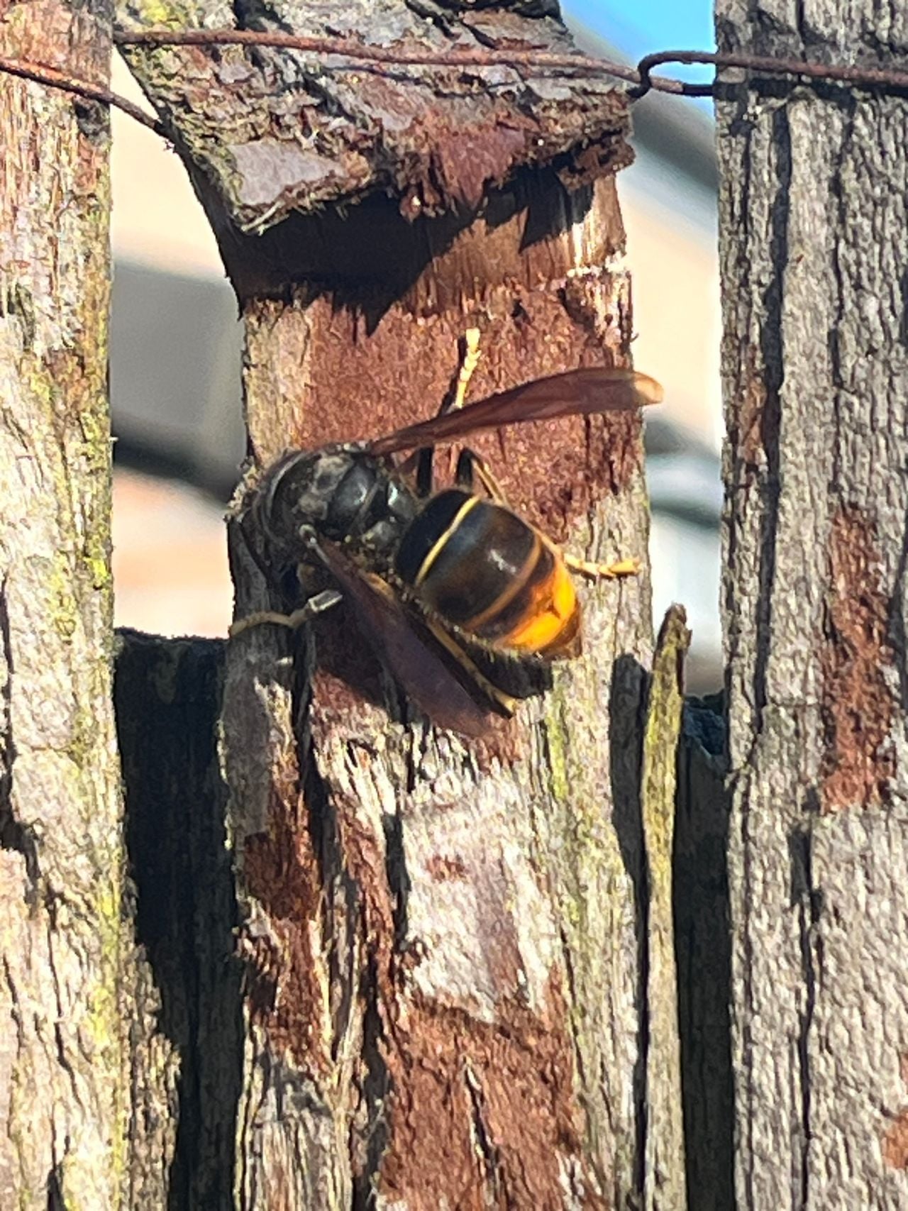Een geelpoothoornaar (foto: Marjolein Prinsen).