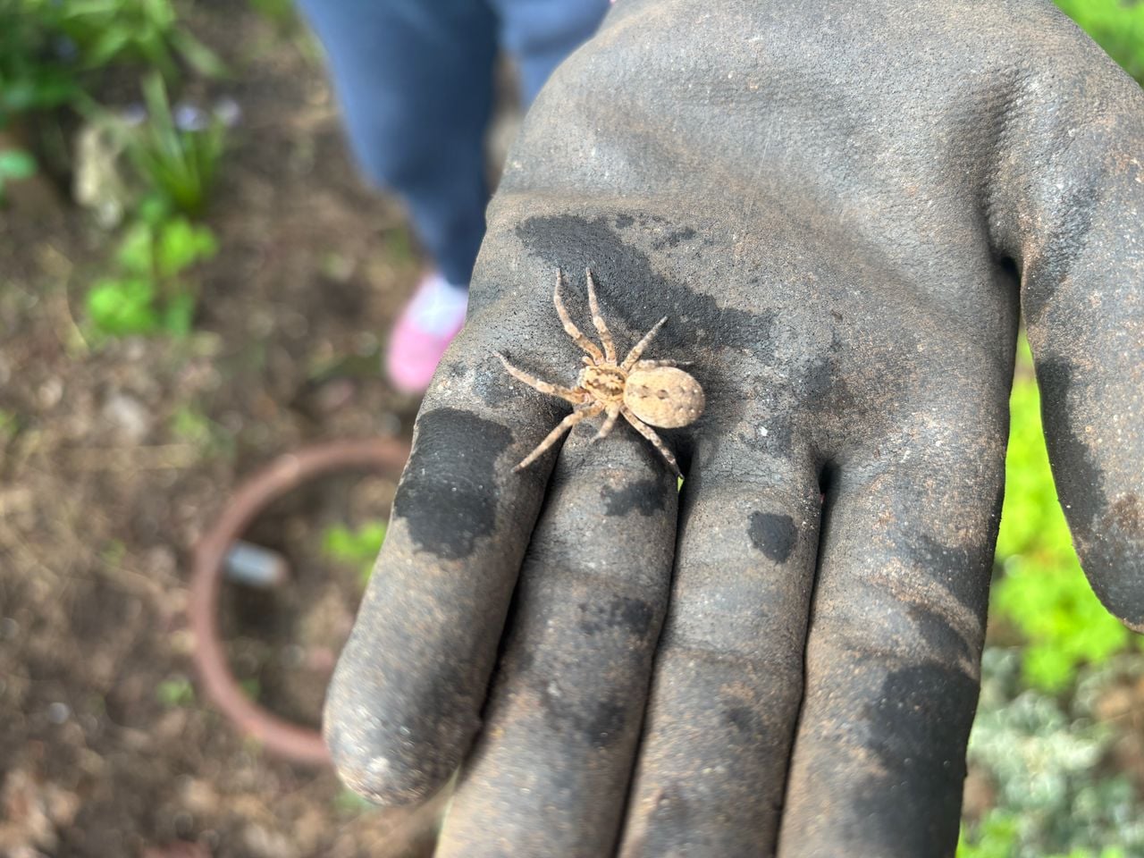 Een valse wofspin (foto: Mylène van der Nagel).