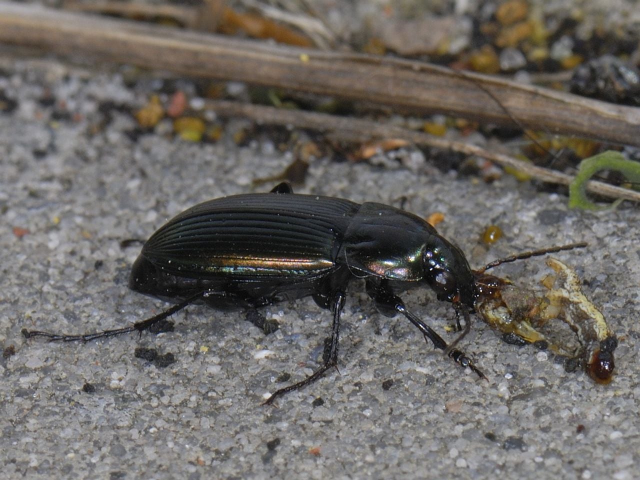 Een veelkleurige kielsprietloopkever met prooi (foto: Saxifraga Ab H Baas).
