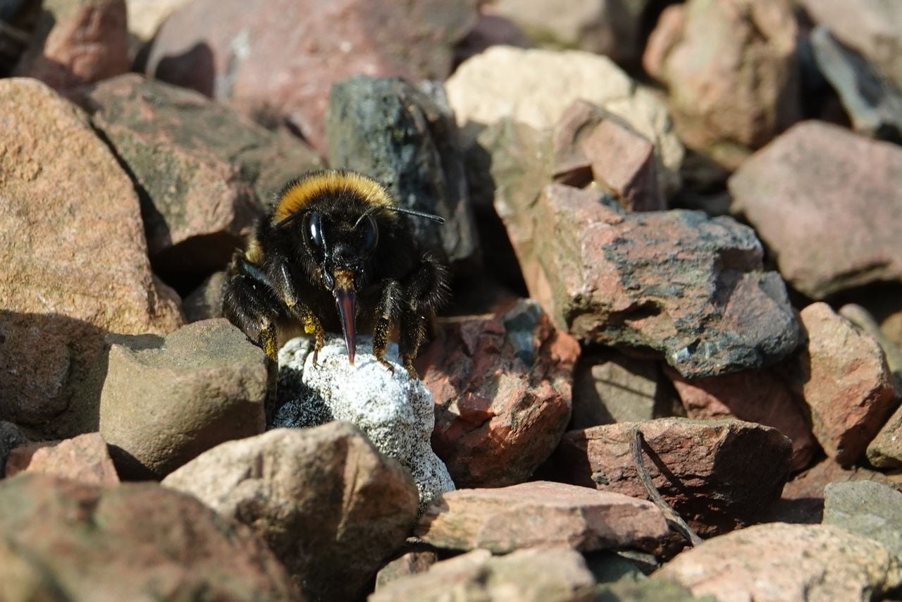 Een hommel die de tong uitsteekt (foto Piet Plasmans).