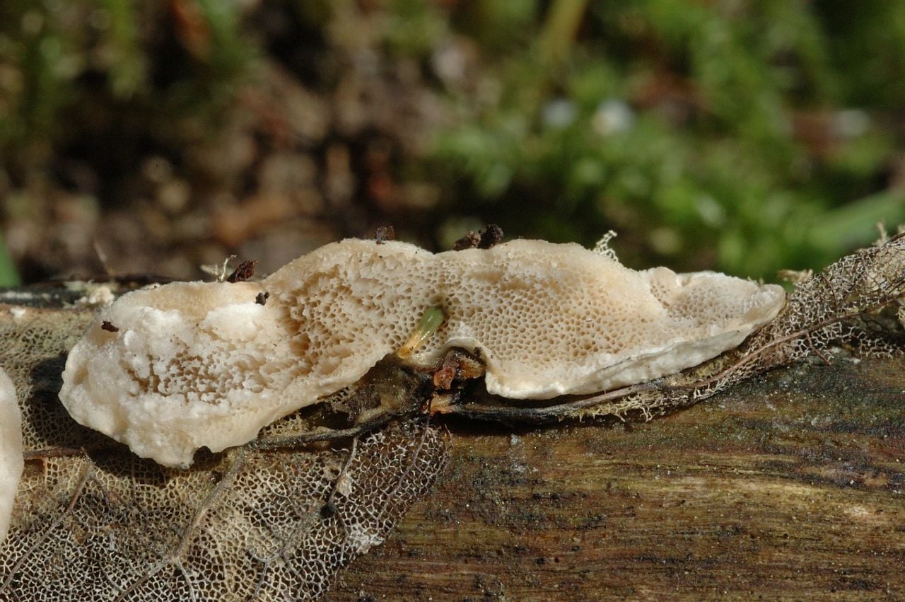 Een asgrauwe kaaszwam (foto: Saxifraga Jan van der Straaten).