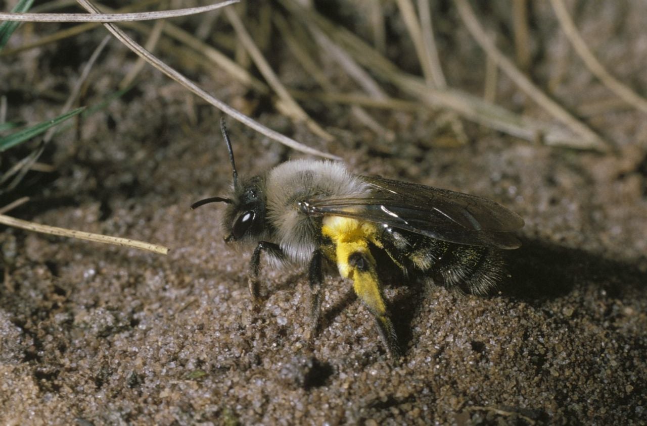 Een grijze zandbij vrouwtje (foto: Saxifraga Pieter van Breugel).
