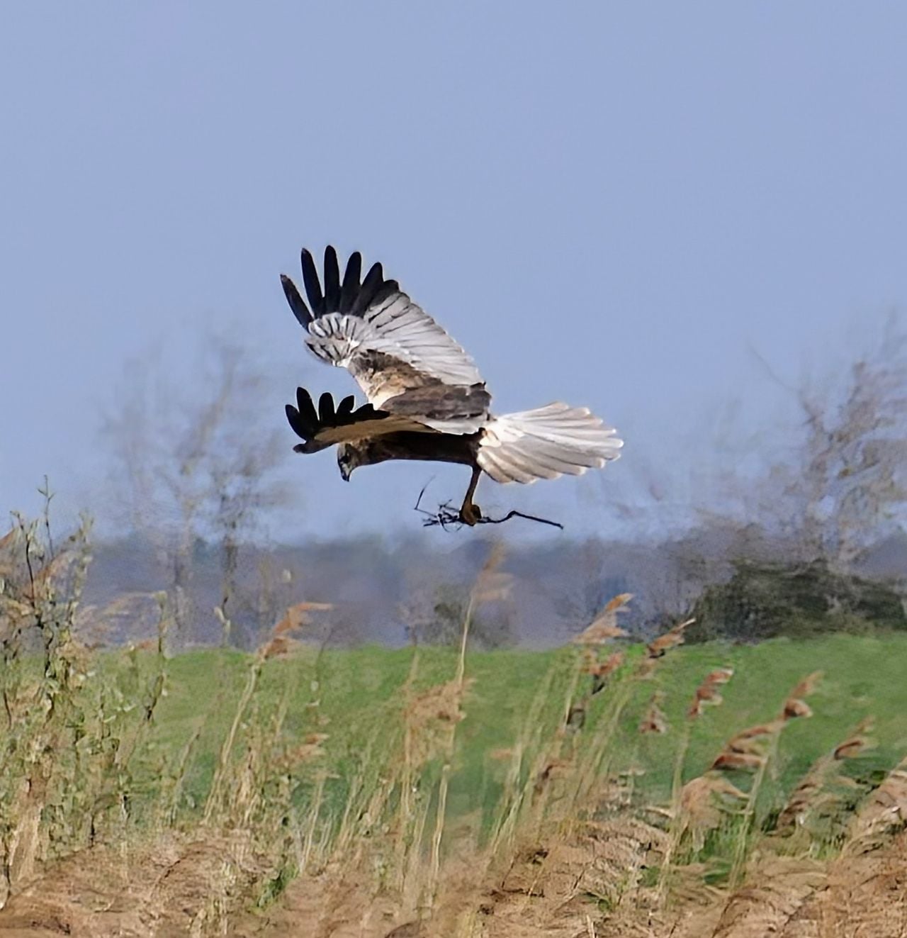 Een bruine kiekendief met nestmateriaal (foto: Marianne Wijten).