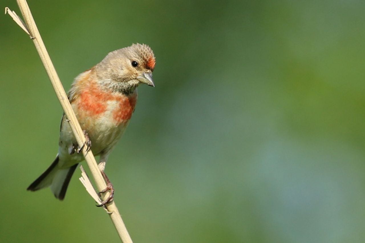 Kneu, zomervogel (foto: Pannenhoef Brabants Landschap).