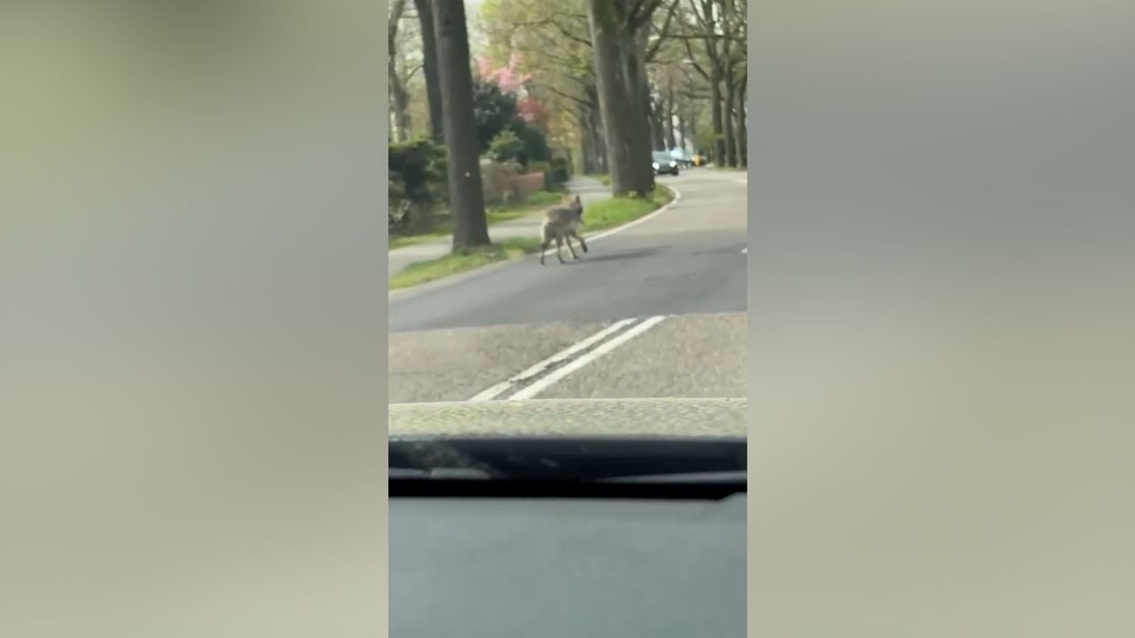 De wolf liep in april over de weg en door het dorp in Goirle. 