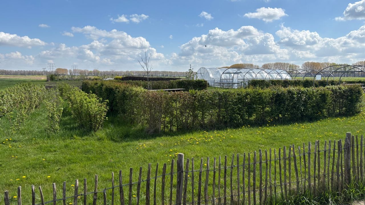 De vrijwilligers zijn vastberaden om ondanks de diefstal door te werken in de voedseltuin (foto: Imke van de Laar).