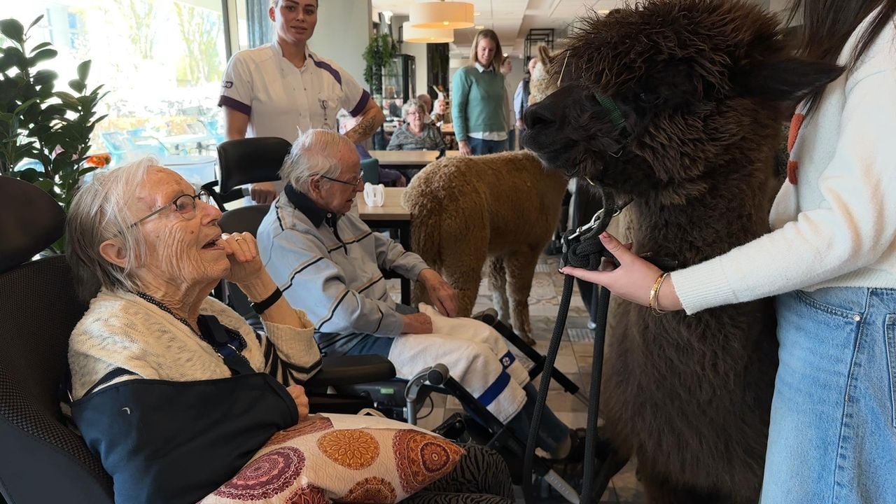 Bewoners zijn onder de indruk van de alpaca's.