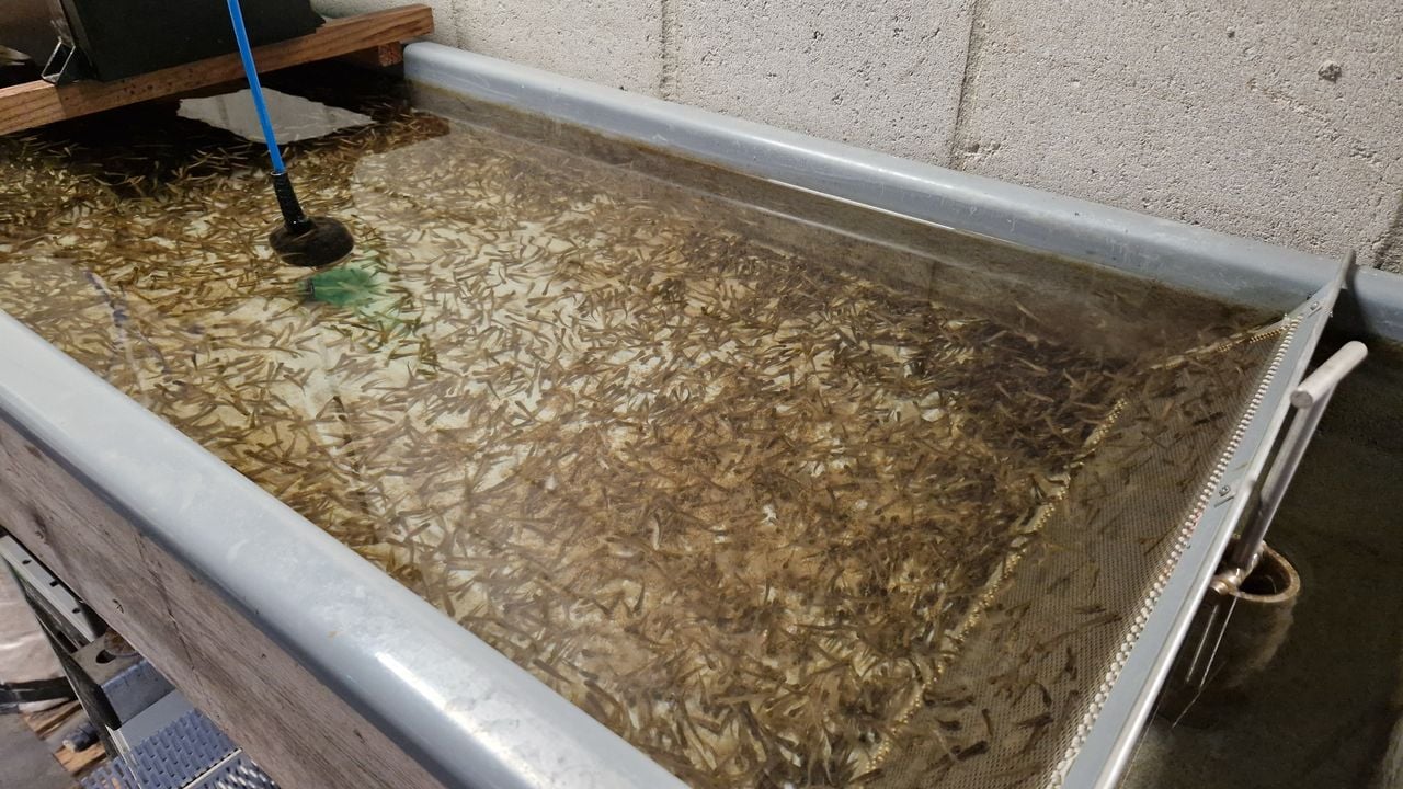 De zalm komt uit een eitje en zit de eerste weken in een broedbak (foto: Tom Berkers).
