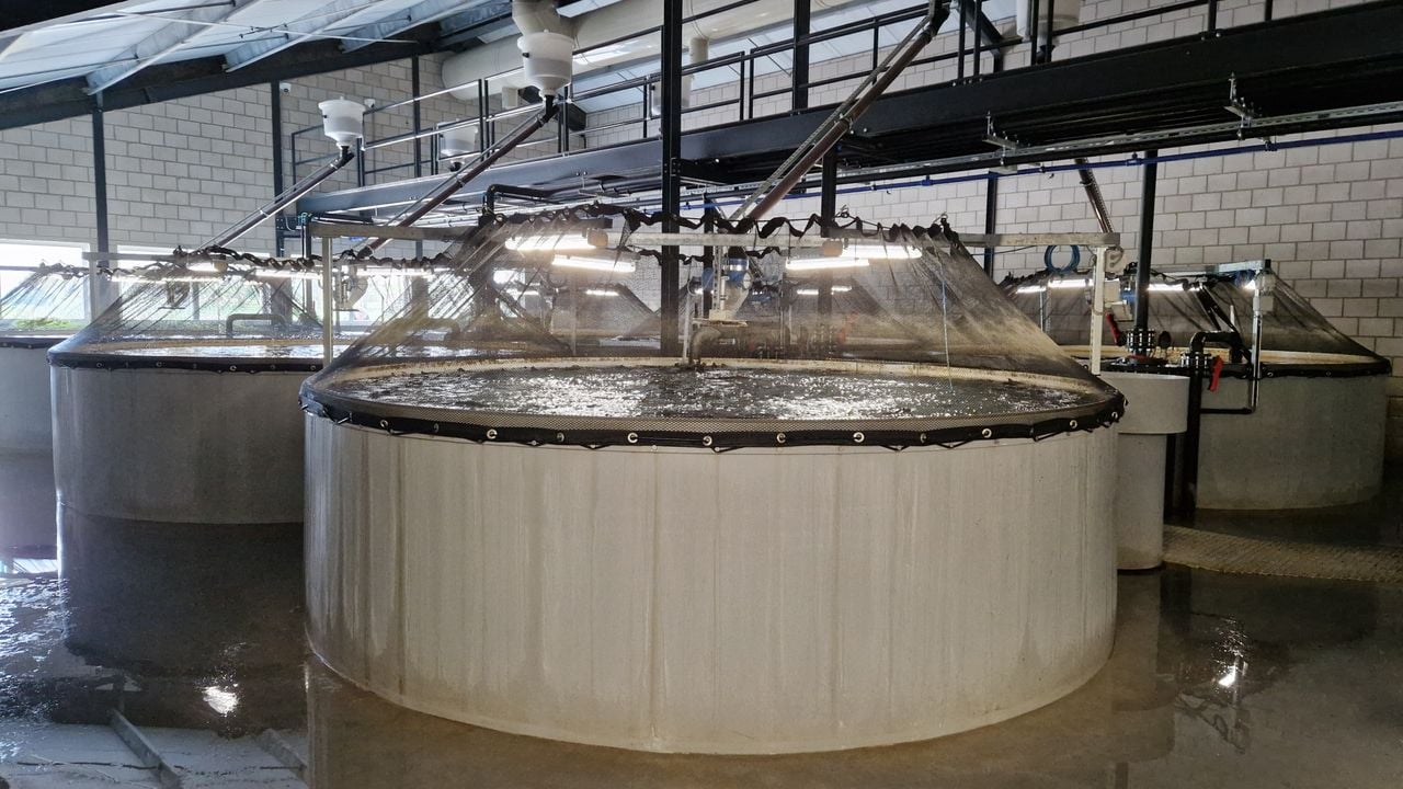 De zalm leeft ongeveer het eerste levensjaar binnen (foto: Tom Berkers).