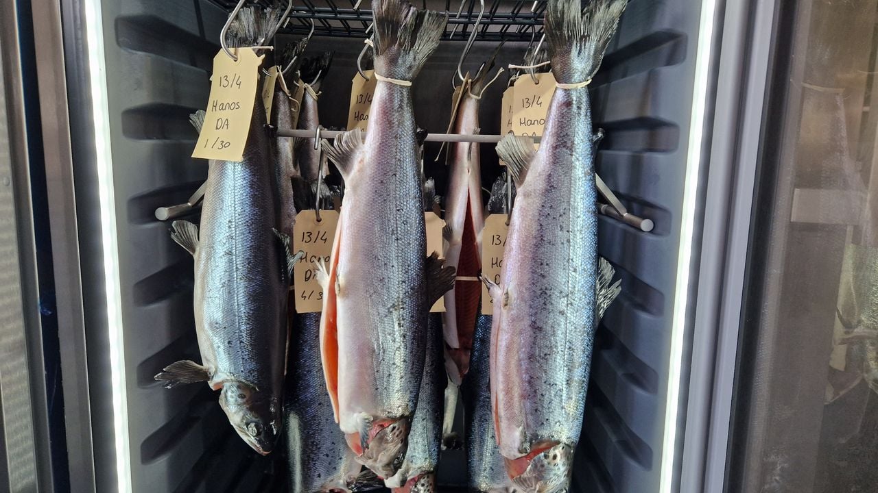 De zalm als eindproduct (foto: Tom Berkers).