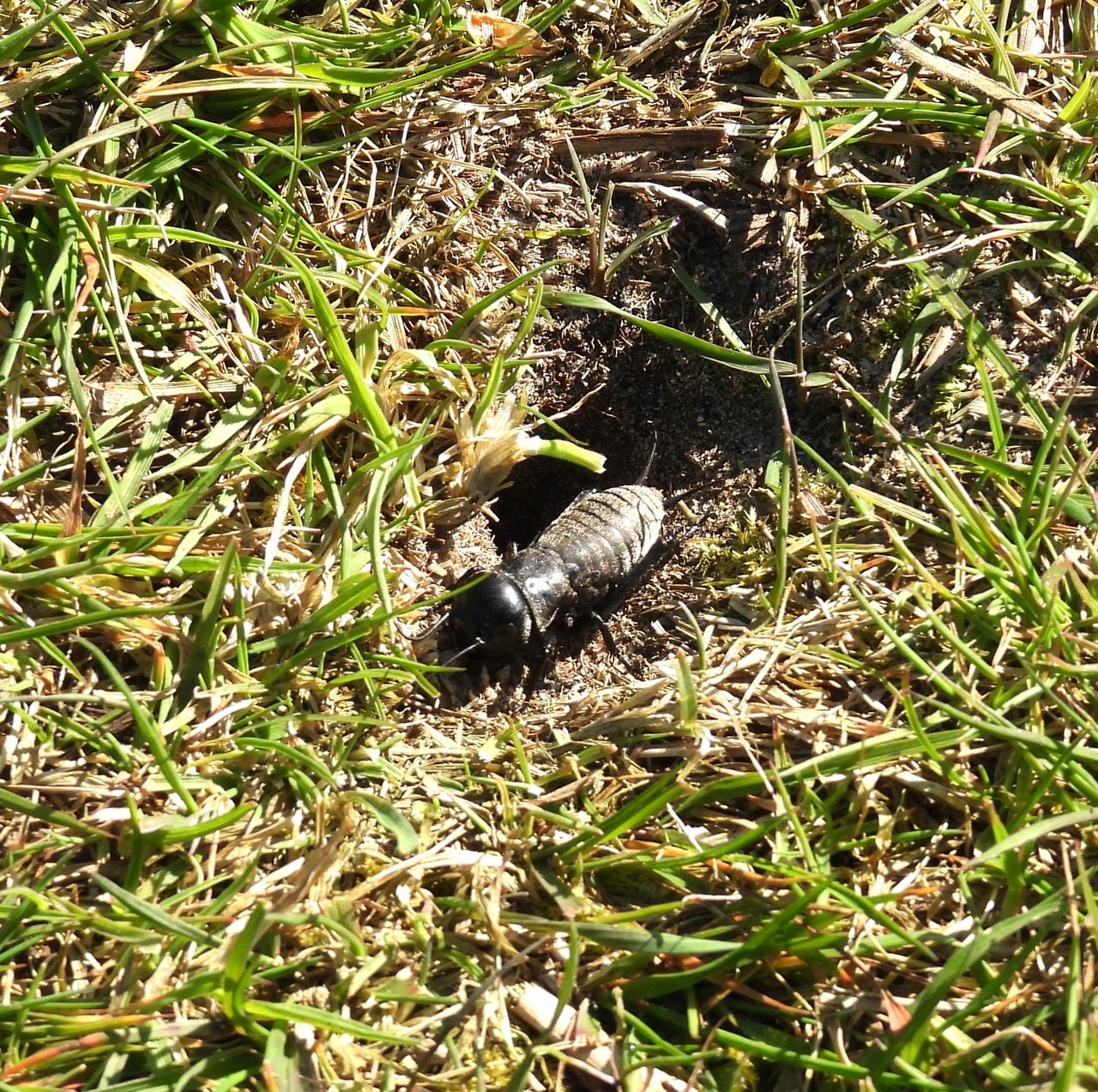 Een veldkrekel (foto: André van Drunen).