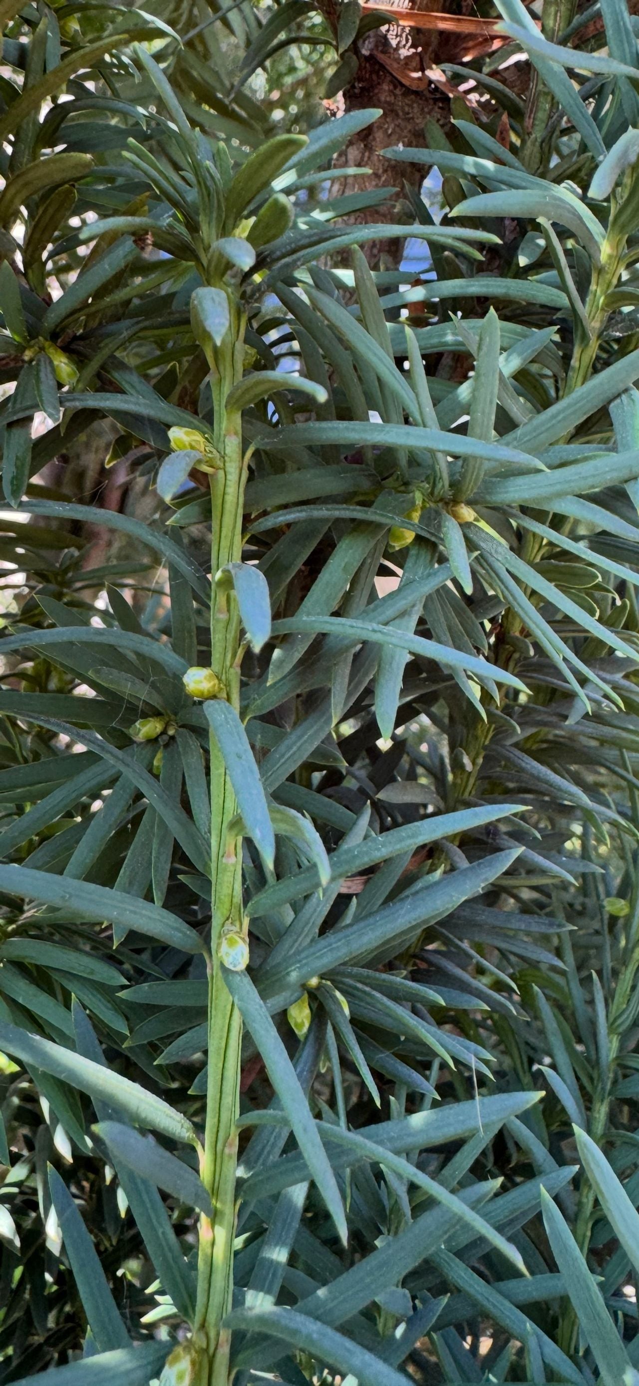 Onopvallende groene vrouwelijke bloempjes (foto: Frans Kapteijns).