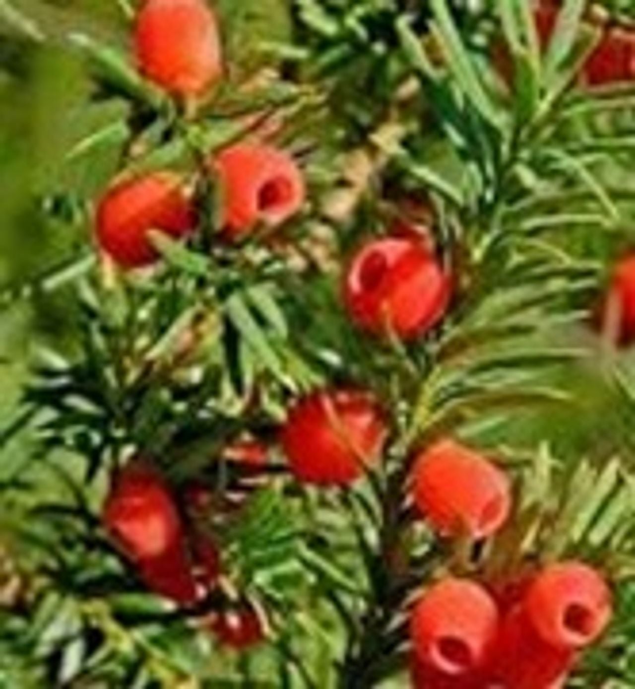 Bessen van de taxus.