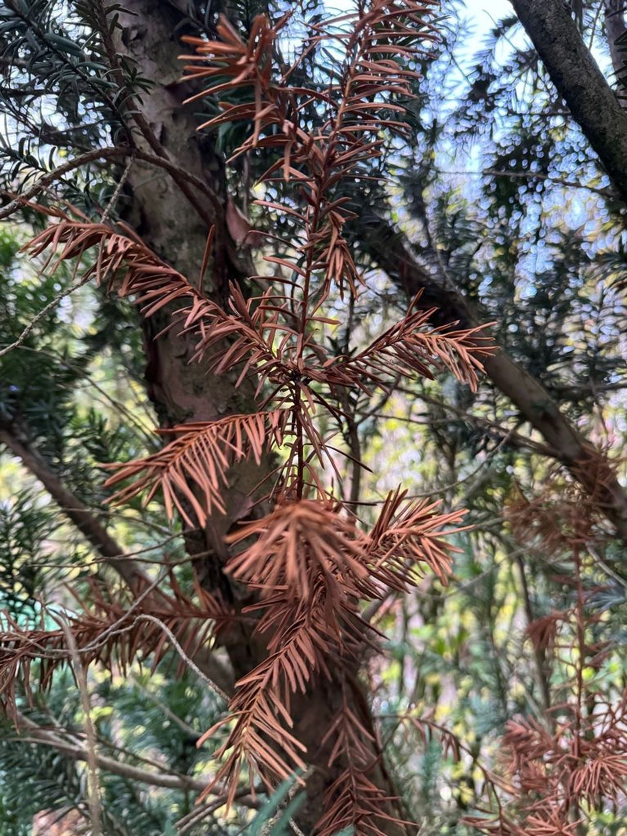 Een taxus met bruine naalden (foto: Frans Kapteijns).