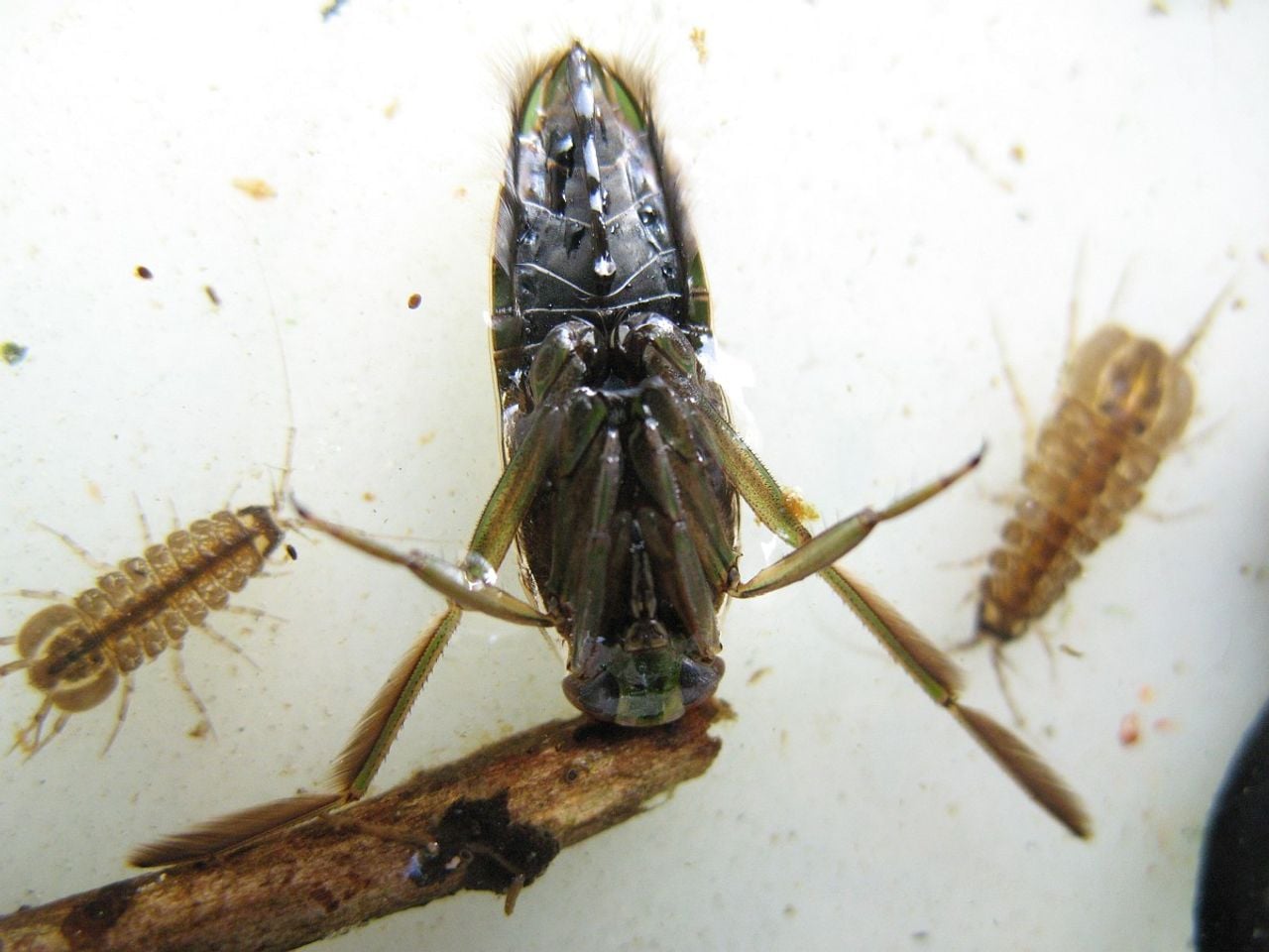 Een gewoon bootsmannetje met spatelpoten (foto: Saxifraga/Rutger Barendse).