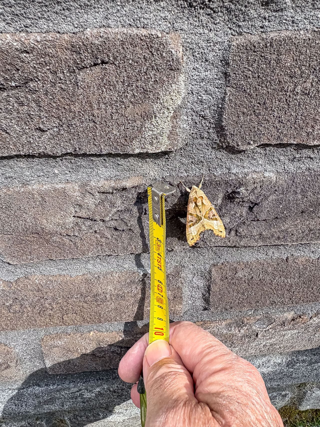 Een agaatvlinder (foto: Ad van Brunschot).