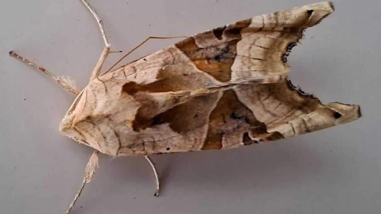 Een agaatvlinder (foto: Rinus Mesman).