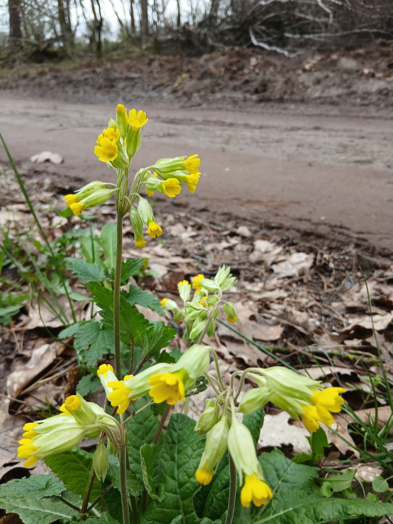 Een gulden sleutelbloem (foto: familie Van Sambeek).