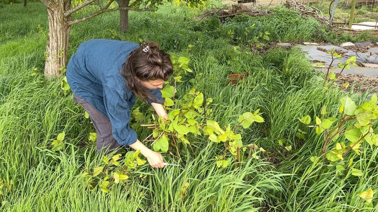 Roos Konings oogst Japanse duizendknoop.