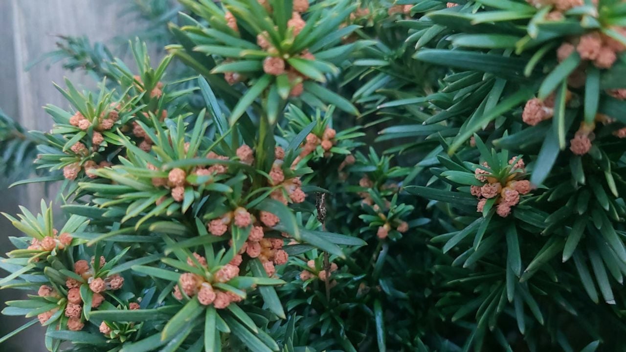 De mannelijke bloeiwijze van de taxus (foto: Bob van Soolingen).