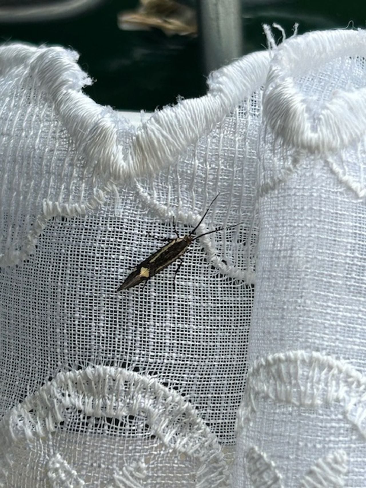 Een esperiamot (foto: Rinus Notenboom).