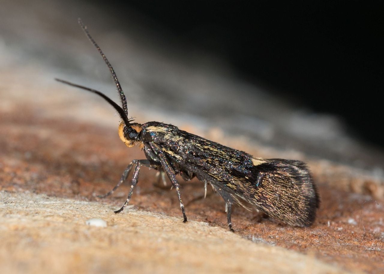 Een esperiamot van dichtbij (foto: Saxifraga/Ab H. Baas).